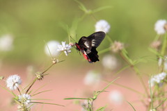 Pachliopta polydorus