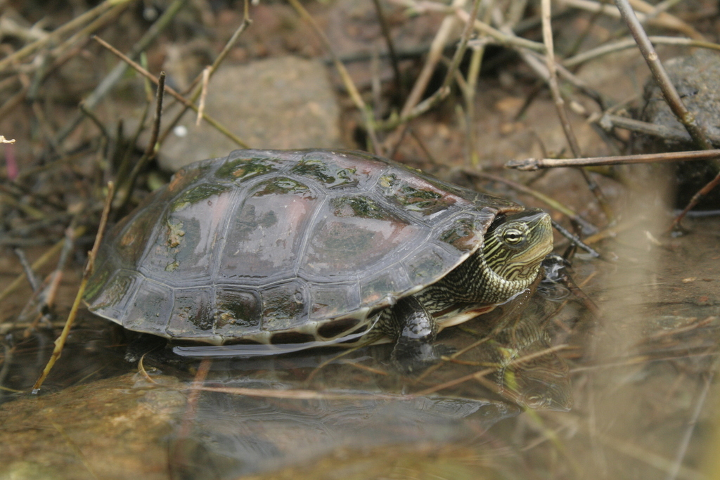 Common thread turtle in April 2013 by Grover J. Brown · iNaturalist