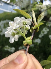 Prunus × pugetensis