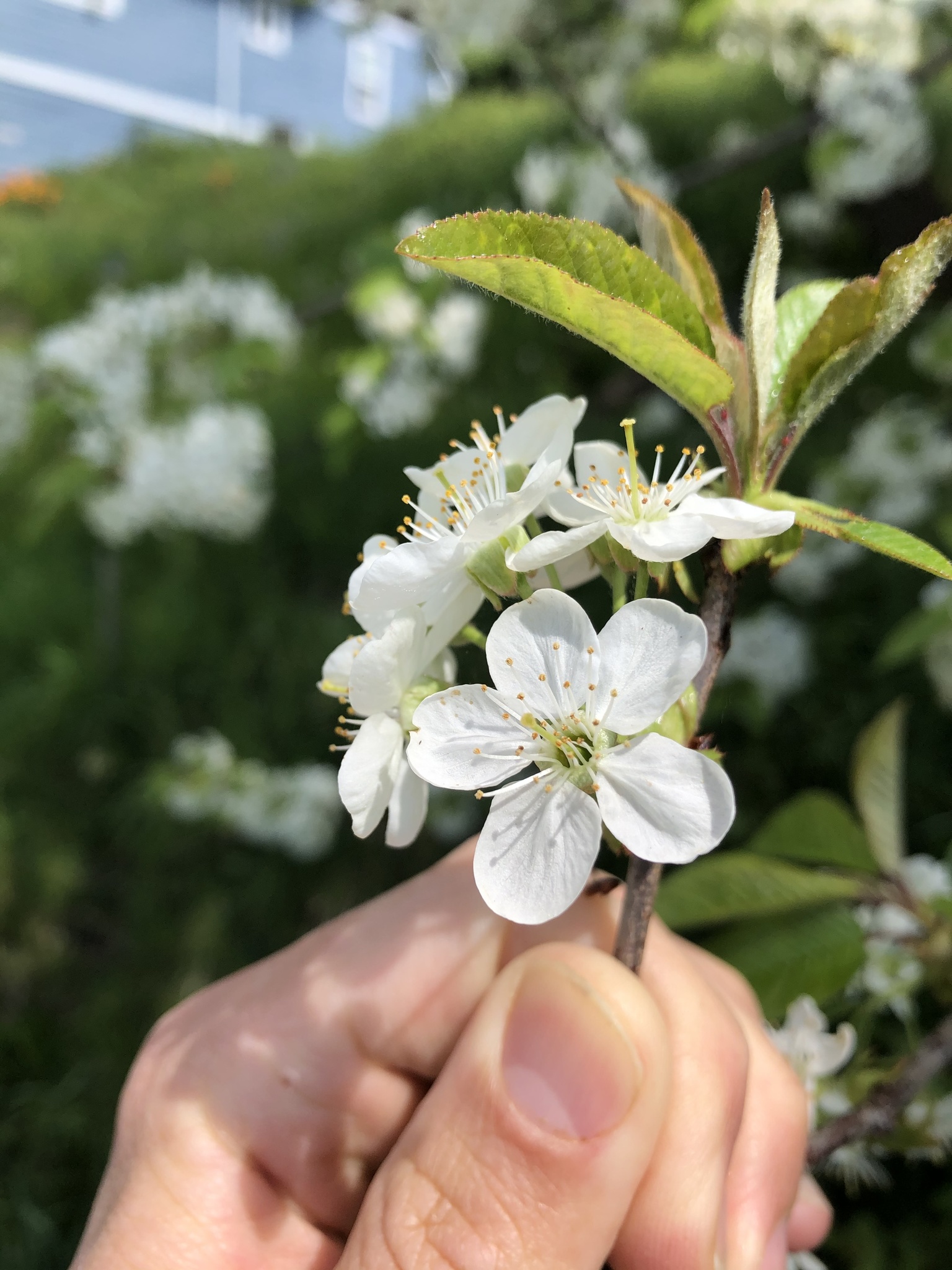 Prunus X pugetensis