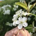 Prunus × pugetensis - Photo no hay derechos reservados, subido por Tom Erler