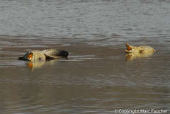 Crocodylus niloticus africanus
