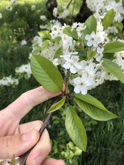 Prunus × pugetensis