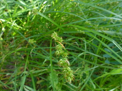 Carex divulsa divulsa