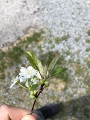 Prunus × pugetensis