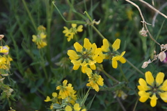 Securigera securidaca