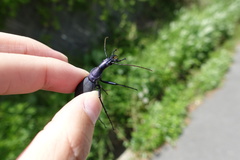 Carabus blaptoides
