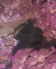 Acanthoclinus fuscus