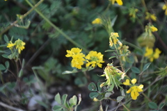 Trigonella esculenta