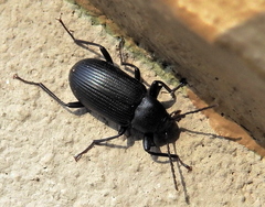 Hoplonyx