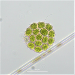 Pseudopediastrum integrum