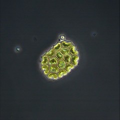 Pseudopediastrum integrum