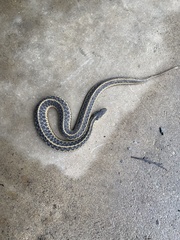 Thamnophis sirtalis
