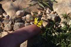 Medicago prostrata
