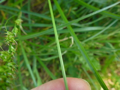 Carex divulsa divulsa