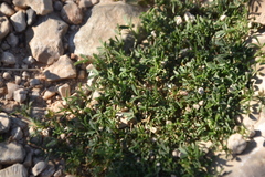 Medicago prostrata