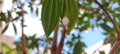 Coleoptera