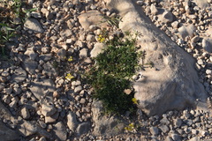 Medicago prostrata