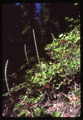 Platanthera ephemerantha