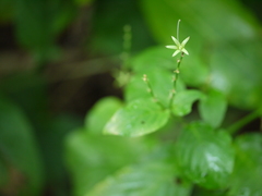 Asystasia dalzelliana