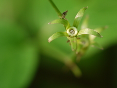 Asystasia dalzelliana