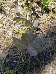 Asclepias humistrata image