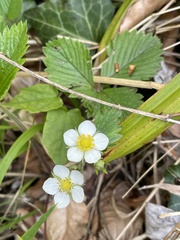 Fragaria vesca
