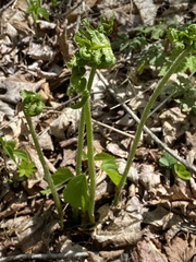 Deparia acrostichoides