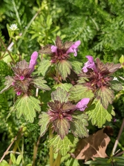 Lamium confertum