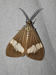 Nyctemera baulus integra