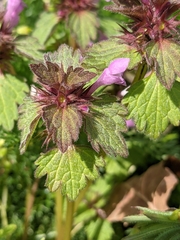 Lamium confertum