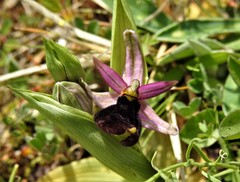 Ophrys bertolonii bertolonii