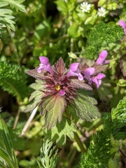 Lamium confertum