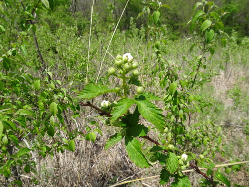 Image of Rubus ablatus by (c) Thomas Koffel, some rights reserved (CC BY)