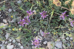 Astragalus muelleri
