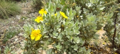 Cistus atriplicifolius