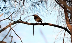 Gavicalis fasciogularis