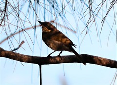 Gavicalis fasciogularis