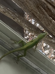 Anolis carolinensis