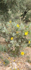 Cistus atriplicifolius