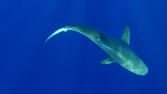 Carcharhinus galapagensis