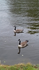 Branta canadensis