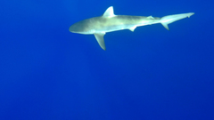 Carcharhinus galapagensis