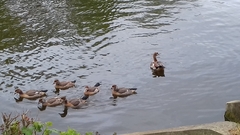 Alopochen aegyptiaca