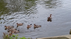 Alopochen aegyptiaca