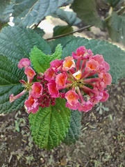 Lantana