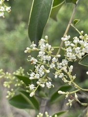 Ligustrum liukiuense