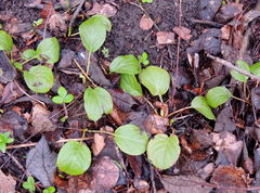 Pyrola rotundifolia