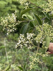 Ligustrum liukiuense