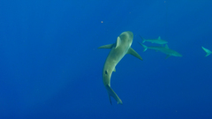Carcharhinus galapagensis